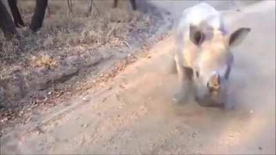 Goat gives slammy whammie lessons to a young Rhino