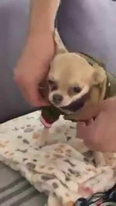 Walking the dog... ritual