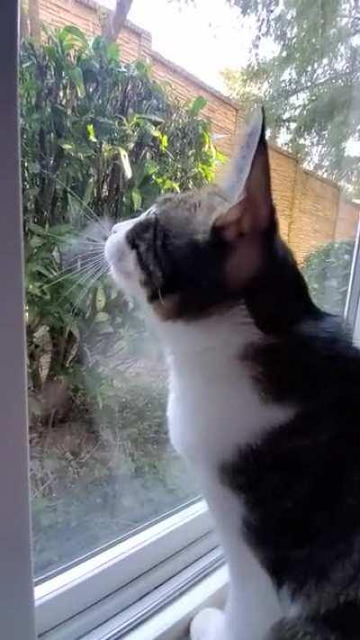 Caper's favorite hobby, shouting at birds