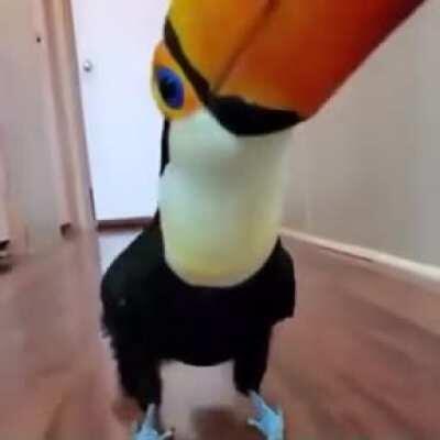 This tapping and clicking Tucan