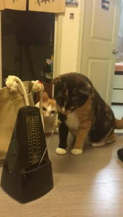 Cats VS. Metronome.