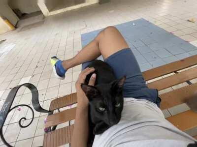 Here’s Void, a building stray I feed. It’s very rare for him to come near people, but he makes an exception for me.