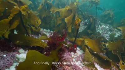 🔥 I finally found one of Vancouver Island’s most elusive fish — the Rock Greenling.
