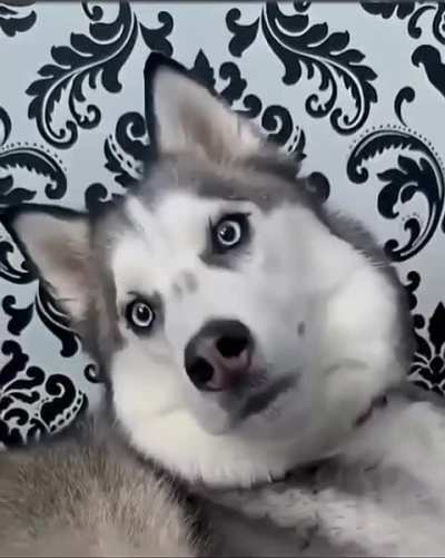 Proof That Pets Can Speak the Language of Love ”