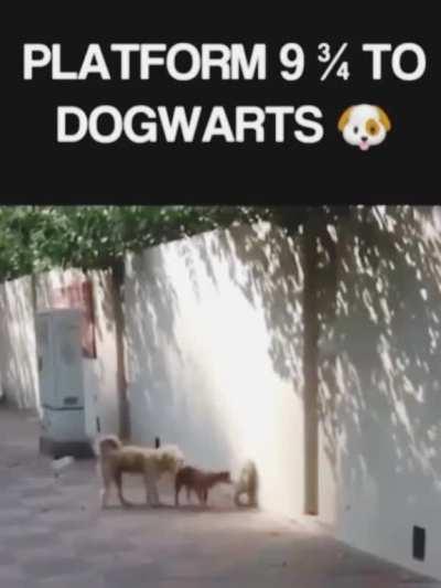 Dogwarts!! 🐶🐕