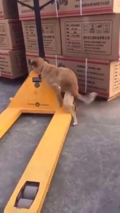 Джингл беллс