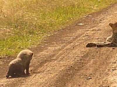Cheetah cub stalking mom
