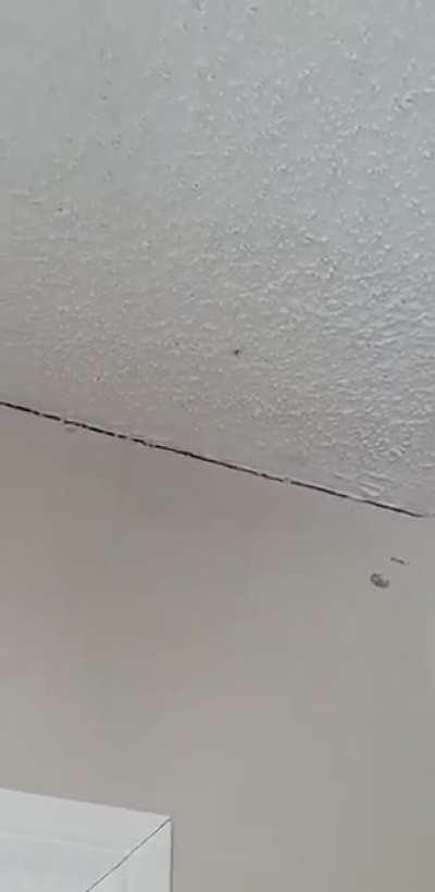 Man kills spider with gun 