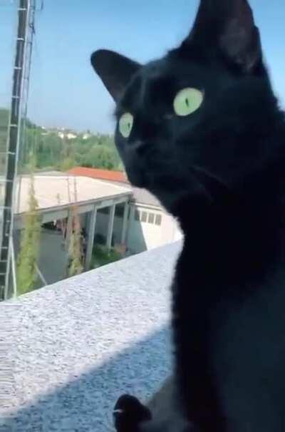 Cat discovers angry italians