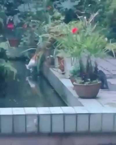 Yeah, I should push that guy in the water