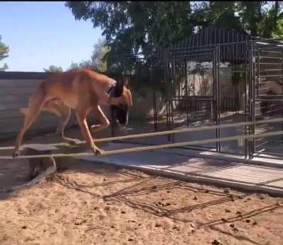This dog has incredible agility and dexterity