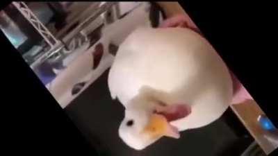 İ dont want say anything, just listen