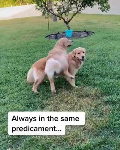 Girls who lift [ goldengirl_xena]