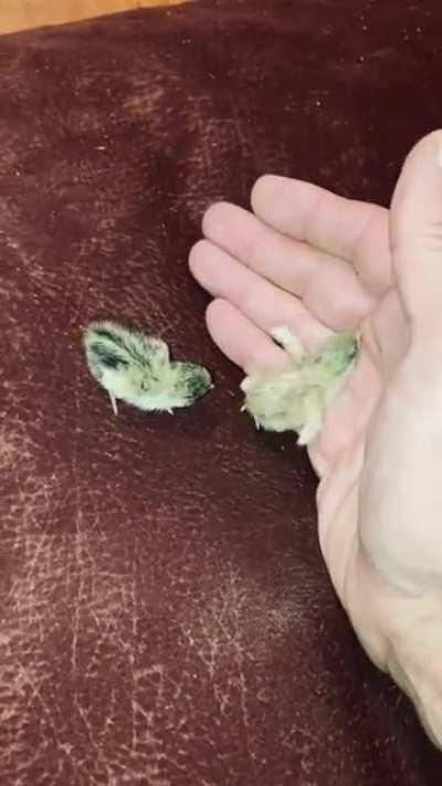 Tiny Borbs