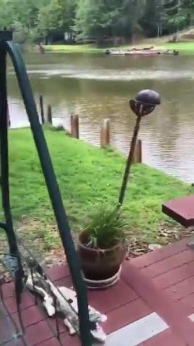 Dogs panic when owner swings out and falls into lake, then swim out to rescue him.