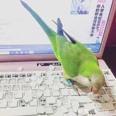 Pássaros são os melhores