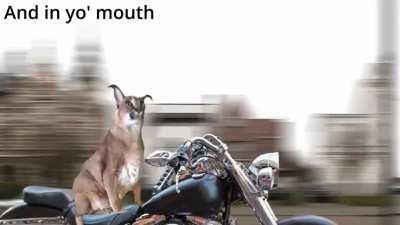 Floppa gets back at Bingus