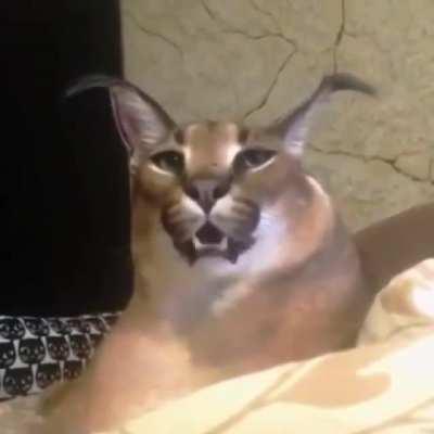 this is kind of cool i guess