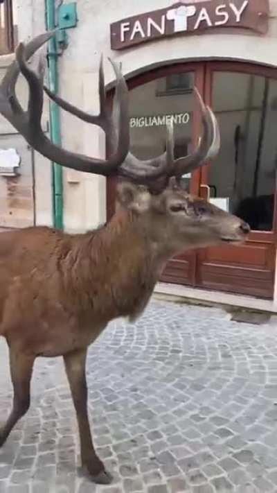 Only the stags of red deer have antlers, and they are shed each year. Antlers begin growing in the spring and then fall off in winter in response to changes in stags' testosterone levels. Here we see a majestic red deer stag traipsing through a small Ital