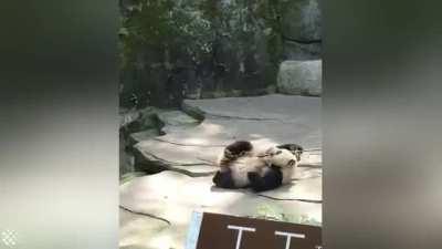 Kung-fu Panda In Real Life