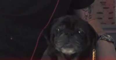 For anyone who missed it, here's Edgar eating a banana