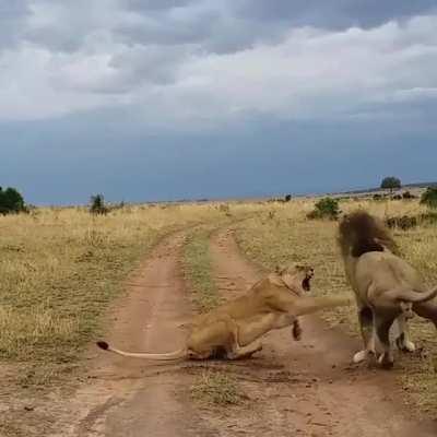 Lion gives sleeping lioness a rude awakening 😳