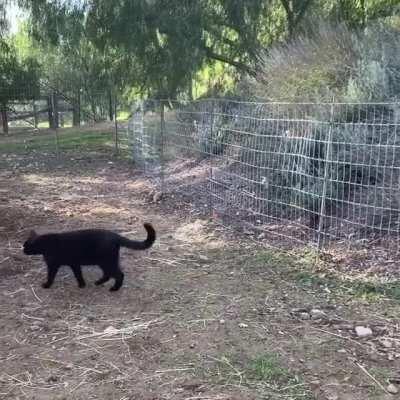 Fluffy cows meet a new friend