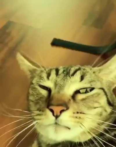 When your owners leave for work