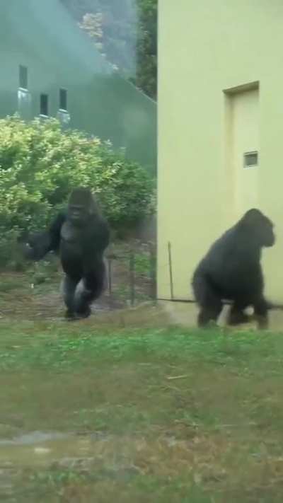 kahveye giden amcalar