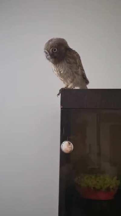 Every time we clean the house he is afraid of mop.