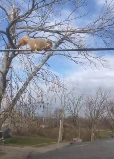 Absolute unit of a squirrel- I thought it was a cat