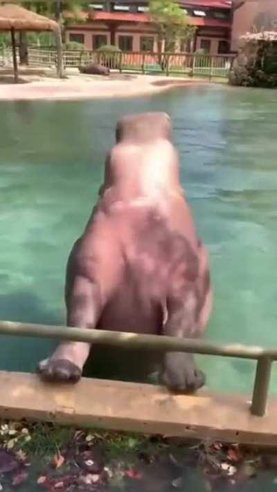 Hippo backflip.