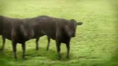 Cursed_cow