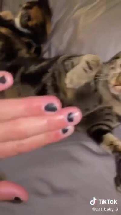 Wife is not allowed in bed by her furbabies