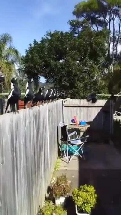 A full Australian magpie choir (empow.io)
