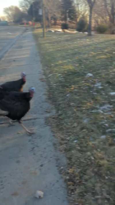 Turkey Attack*! Chased by Turkey's on St-Jacques near Girouard on Sunday.