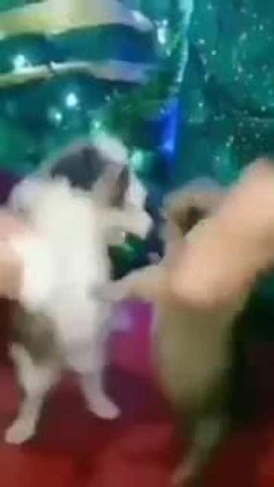 Fiestas de fin de año