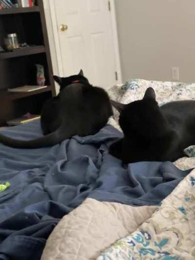 Touch tha brother tail