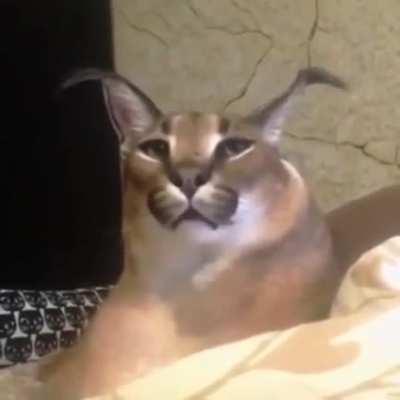 achei uma base de meme se quiserem usar é só baixar o video