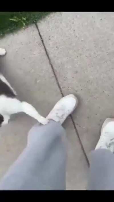 You pet it. It owns you. Thems the rules.