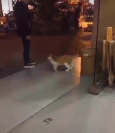 Don’t disturb my moonwalk hooman!