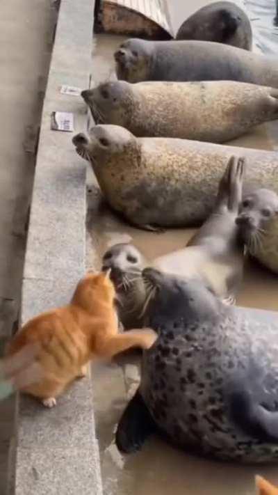 This Cat has anger issues