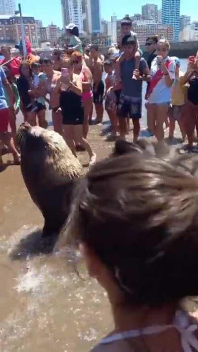 Apareció un lobito marino en 