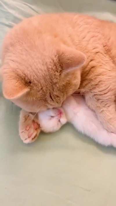 Criminally smol floof apprehended by authorities