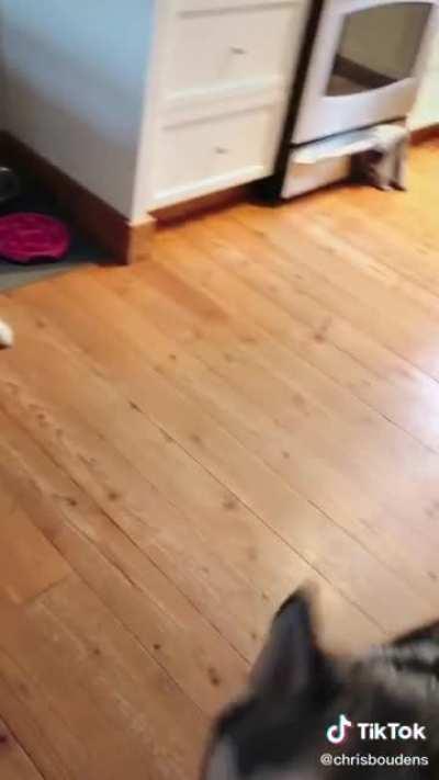 HE MUST WITNESS THE HUSKY