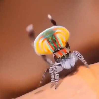 Courtship display of the male Maratus Volans spider