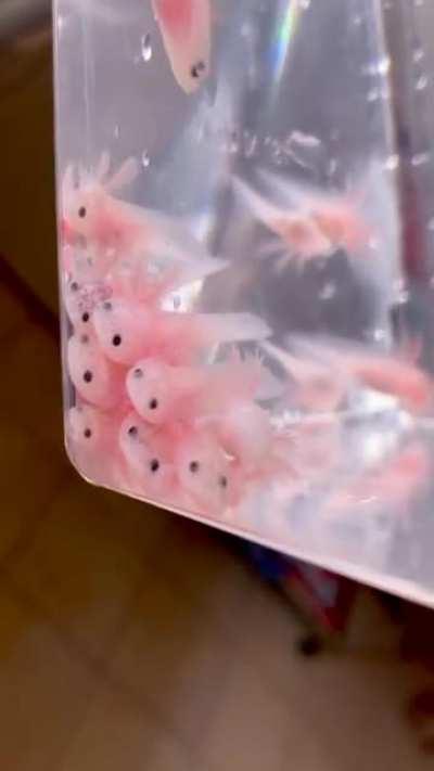 Wah! I absolutely love the pile of babies!!