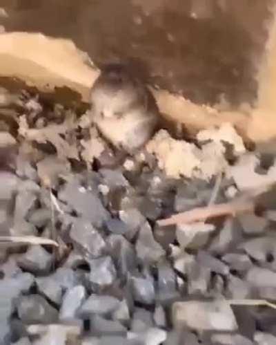 🐁 rato rezou 50 Ave Maria em 5 segundos