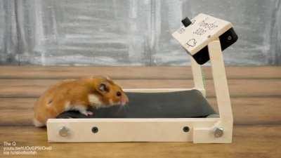 Treadmill for a hamster