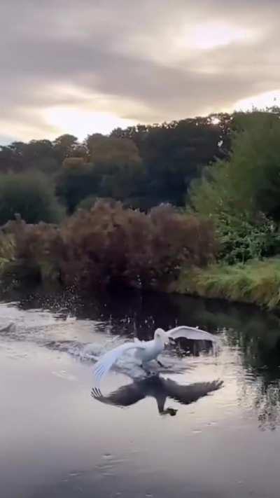 🔥 Swan smoothly sliding on water